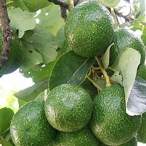 Choquette Avokado