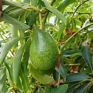 Ettinger Avokado Fidanı